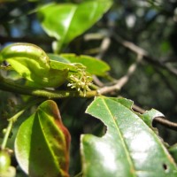 Celtis philippensis Blanco